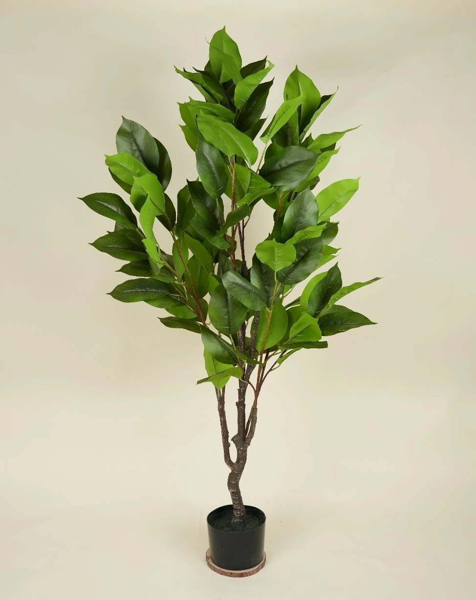 New Magnolia Tree Size : 145cm